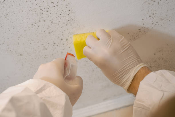 Sans Souci, SC Mold Inspection, Removal & Remediation Company